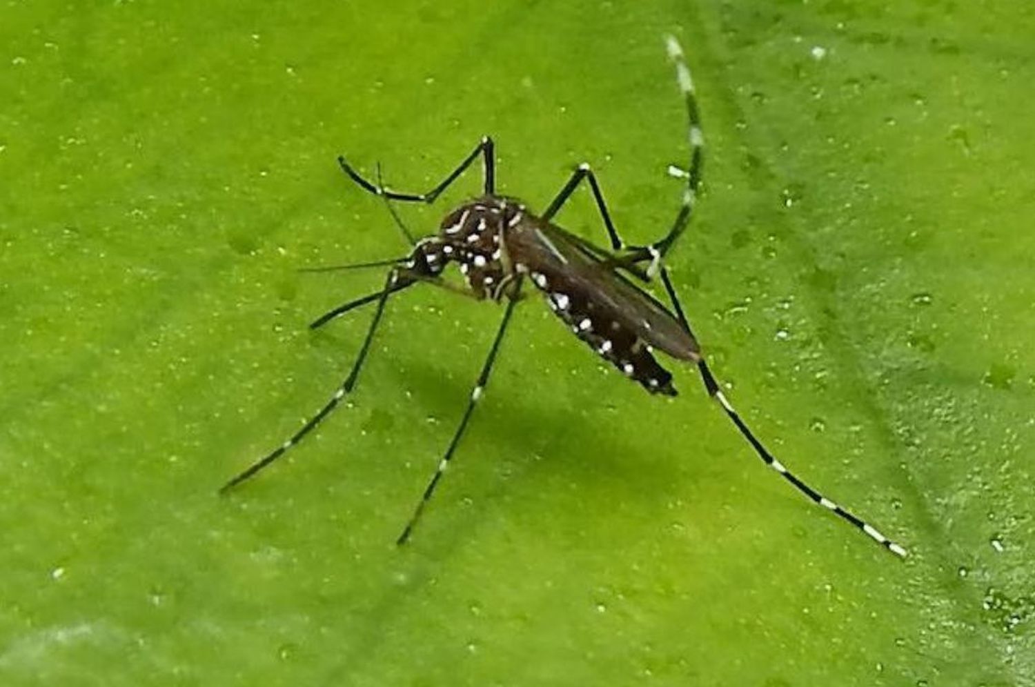 Hay tres internados en terapia intensiva por dengue en la provincia de Santa Fe