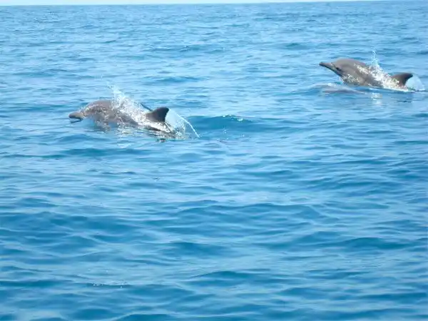 ¡ESPECTÁCULO EN ANZOÁTEGUI! Familia de delfines avistada en las costas (+VIDEO)