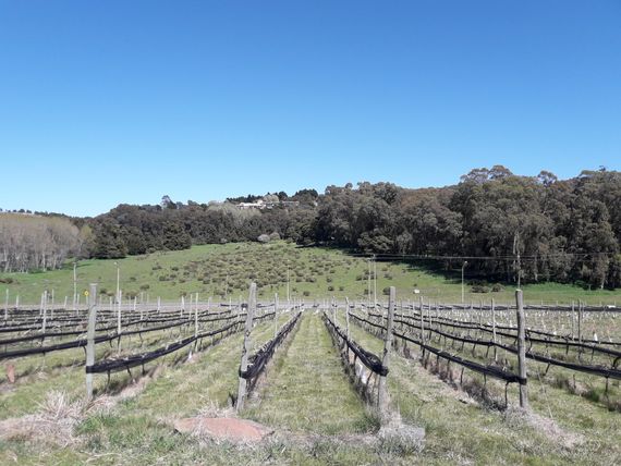 El Municipio resaltó la obtención del indicador geográfico para los vinos de Tandil