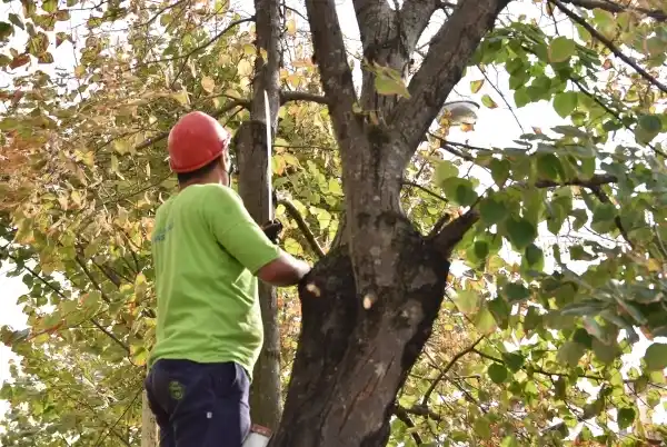 Se inicia este lunes el período de poda del arbolado urbano de Chascomús