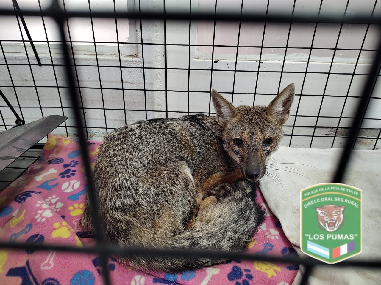 Rescataron y trasladaron a un zorro silvestre herido: deberá recibir tratamiento