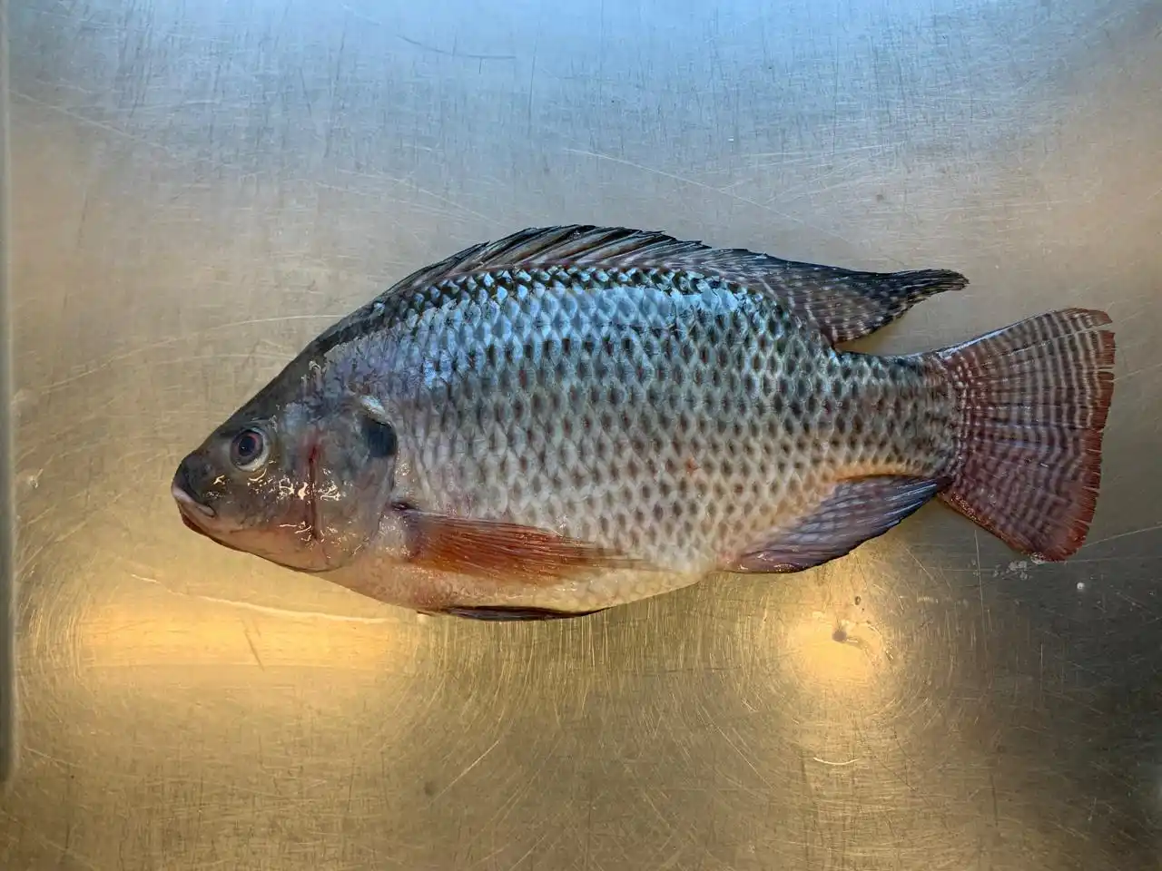 Tilapia azul