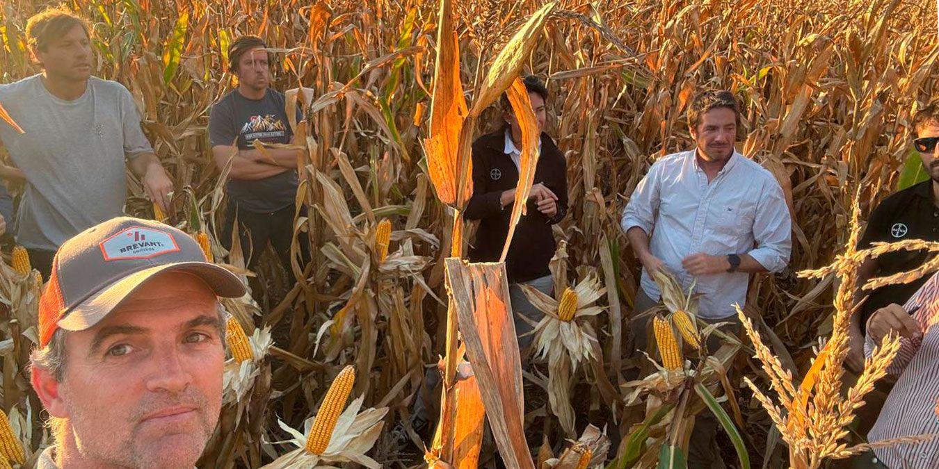 Claves del maíz tardío y de segunda en el sur bonaerense