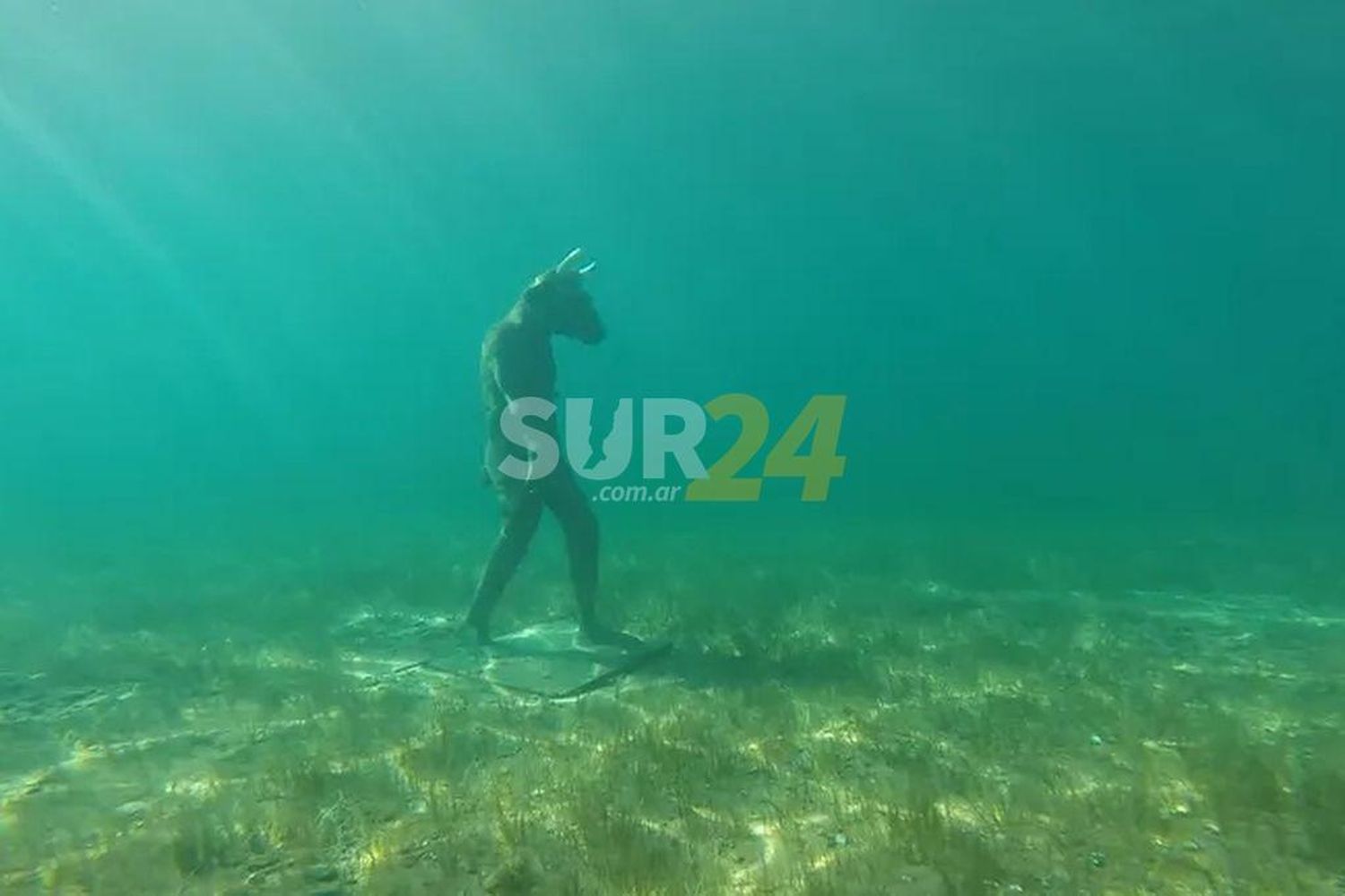 Video: sorprendente hallazgo de la escultura de un minotauro en el fondo de un lago en Neuquén 