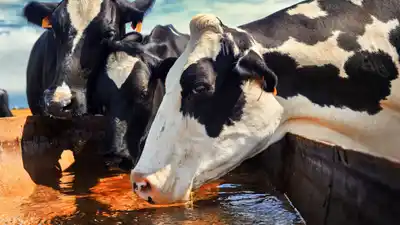 El agua, el recurso invisible que sostiene la producción ganadera