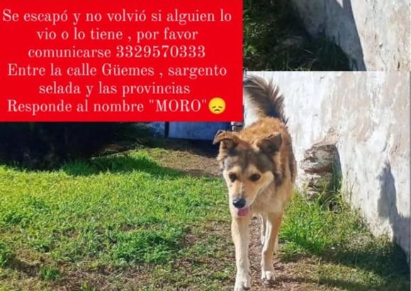 Perro perdido: dueños buscan a Moro