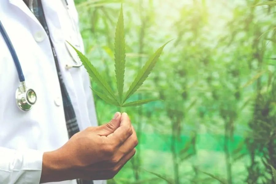 Cómo cultivar cannabis medicinal de forma sencilla: una guía para la plantación exitosa