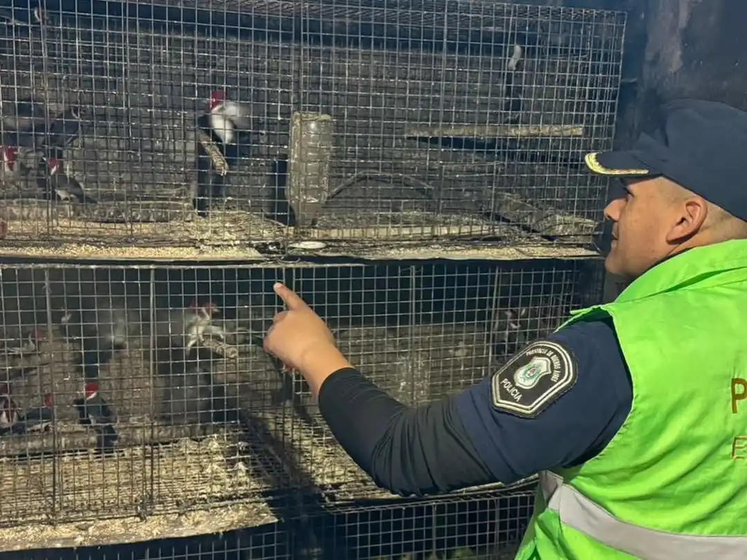 Rescatan a más de 300 animales silvestres que estaban en cautiverio ilegal