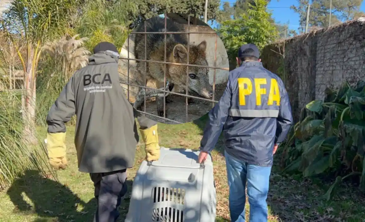 La Policía Federal trasladó al zorrito a un centro de rescate en Santa Fe.
