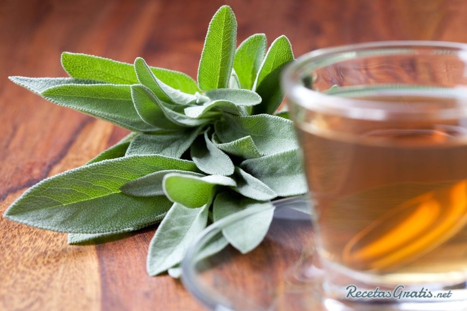 ¡Regula las hormonas y alivia la tos! Secretos medicinales de la Salvia