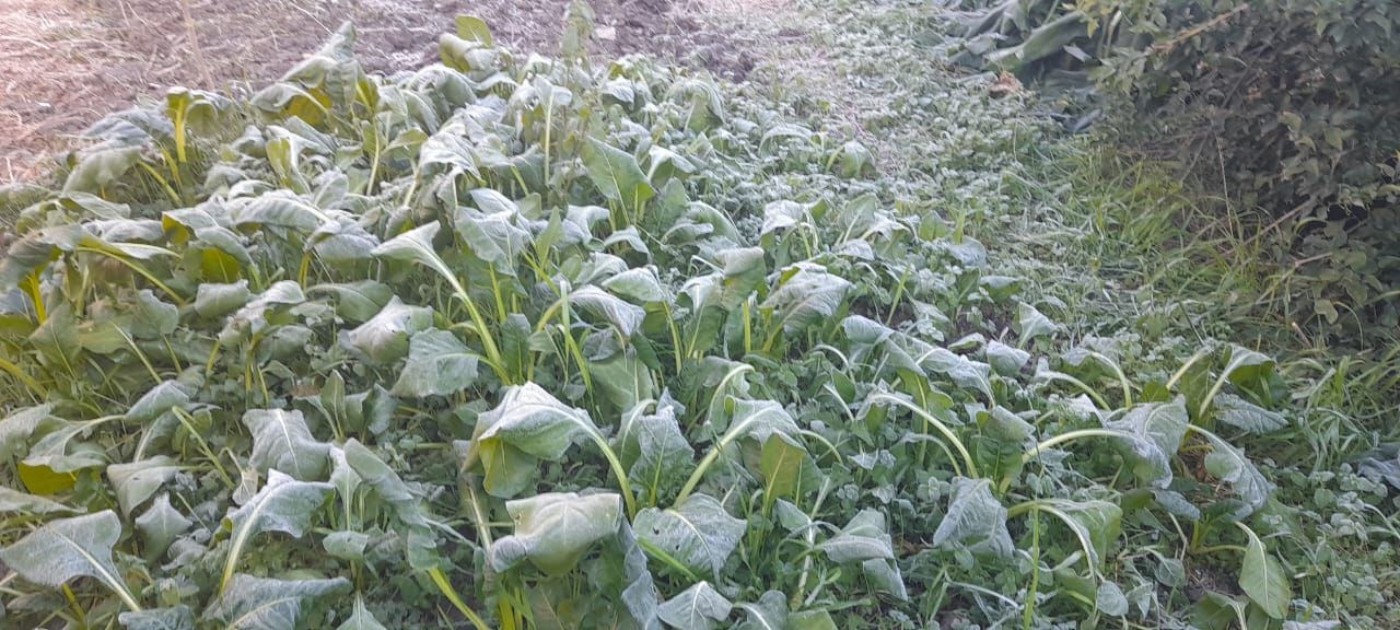 Una nueva ola polar promoverá heladas agronómicas en la zona central del país