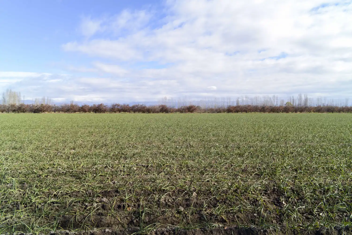 Chascomús entre los 50 distritos bonaerenses alcanzados por la emergencia agropecuaria declarada por Nación