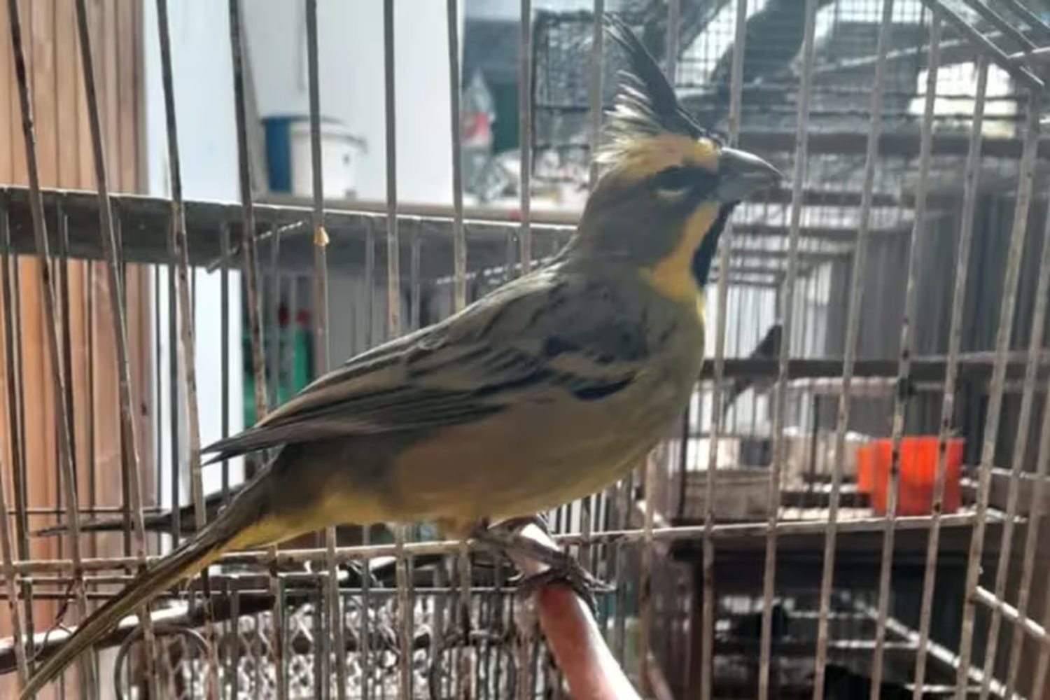 Rescataron más de 70 aves que estaban cautivas en Córdoba