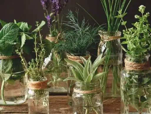 Tener plantas en casa aporta salud, sabor y un vínculo cotidiano con la naturaleza.