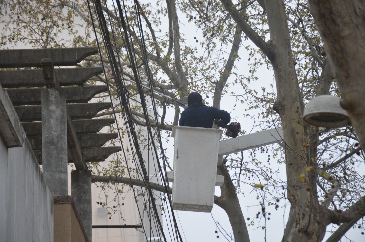 Las cuadrillas municipales trabajan en poda en altura.