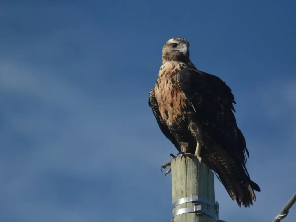  Águila mora en peligro de extinción ante el avance de la autopista 19  