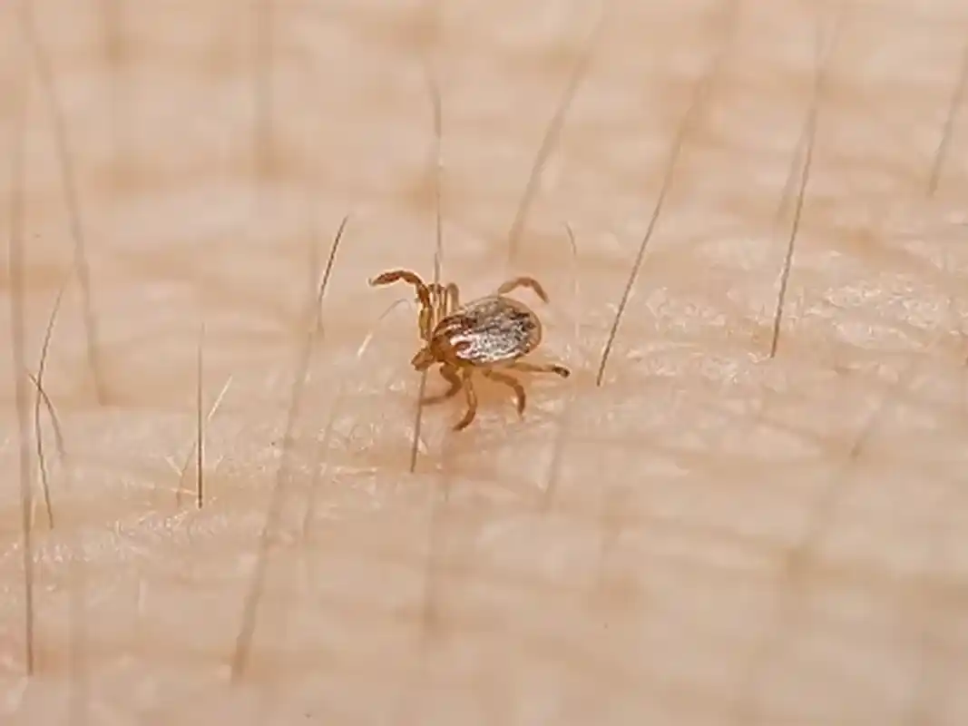 Detectan en Entre Ríos una garrapata potencialmente peligrosa para la salud humana