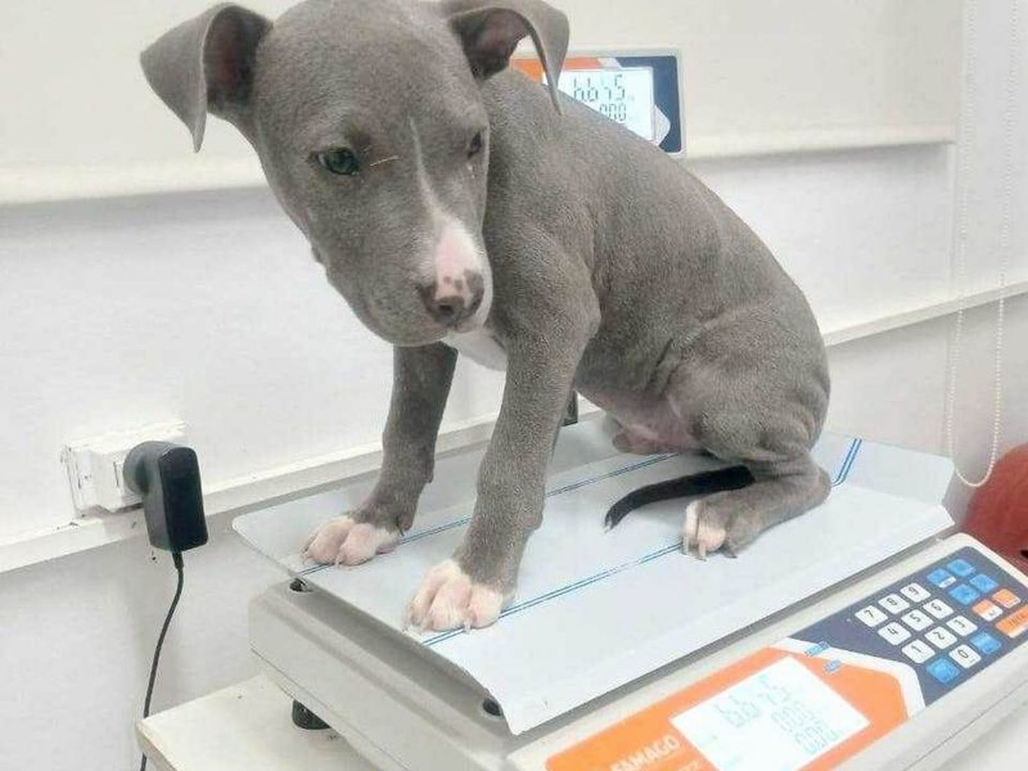 La Municipalidad atiende a 200 animales
por día, en diferentes sectores de la ciudad