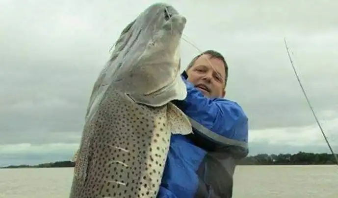 Pescadores capturaron un surubí gigante de 80 kilos en el río Paraná