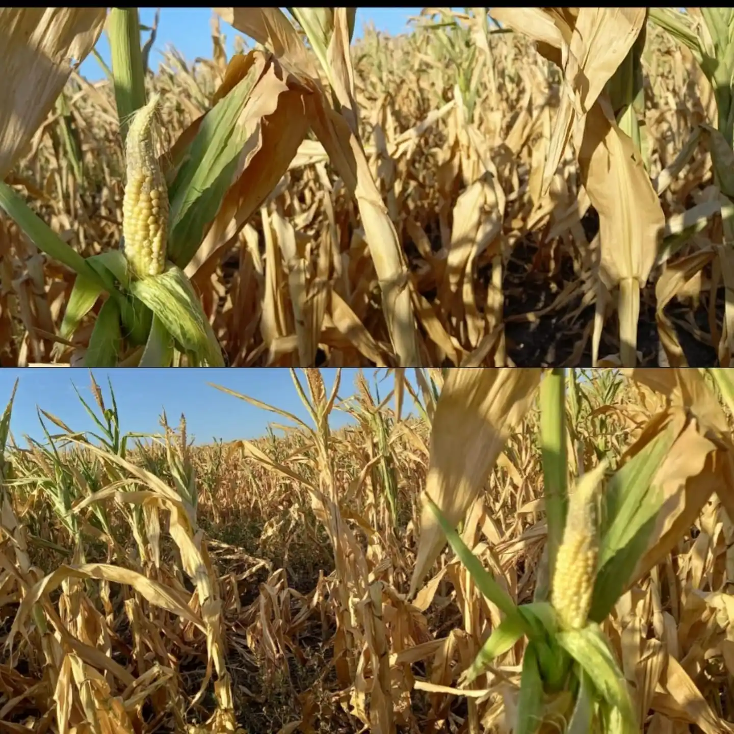 Los registros de lluvias en Entre Ríos son los más bajos en 60 años