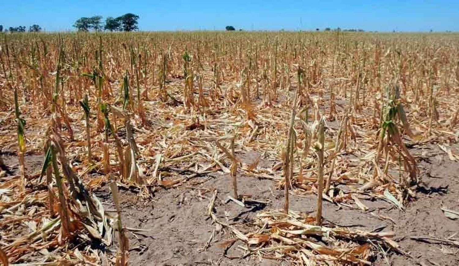 La Niña está por llegar a la Argentina: se esperan fuertes sequías y un clima fuera de lo normal