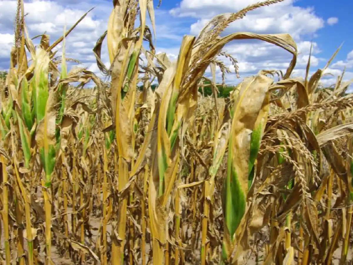 Súper sequía: la soja suma pérdidas por USD 190 y el maíz, USD 330          