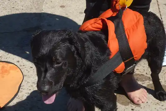 Gualeguaychú tiene un encantador de perros