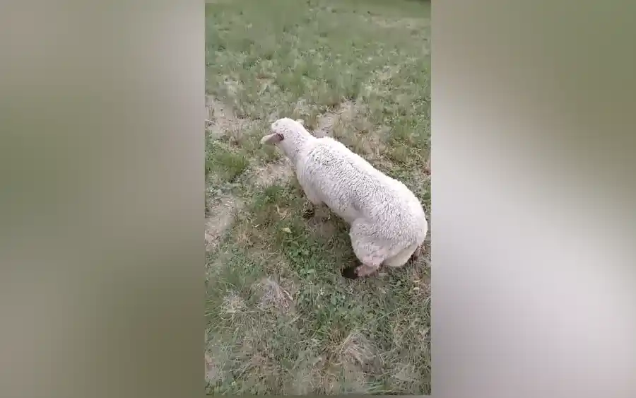 Oveja con encefalomielitis