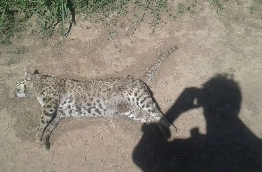 Timbúes: encontraron el cuerpo de un  gato montes de gran tamaño
