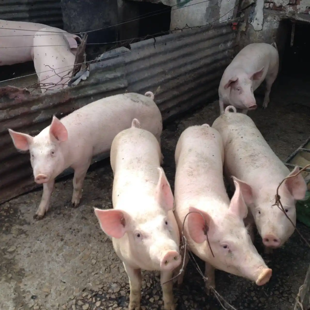 Advierten sobre posibles casos de triquinosis en Parque Camet