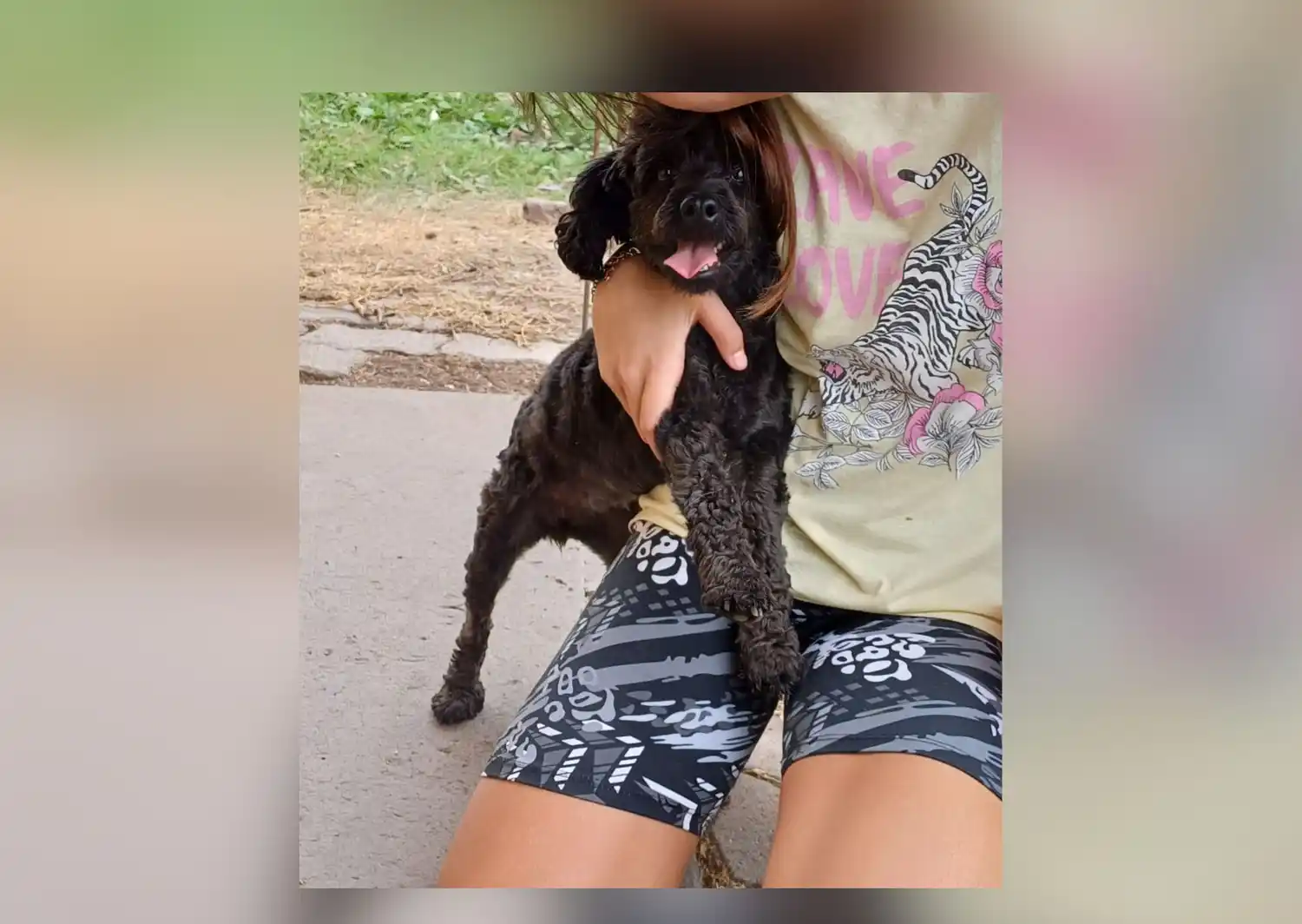 Dueños buscan a perrito extraviado por Boulevard Moreno