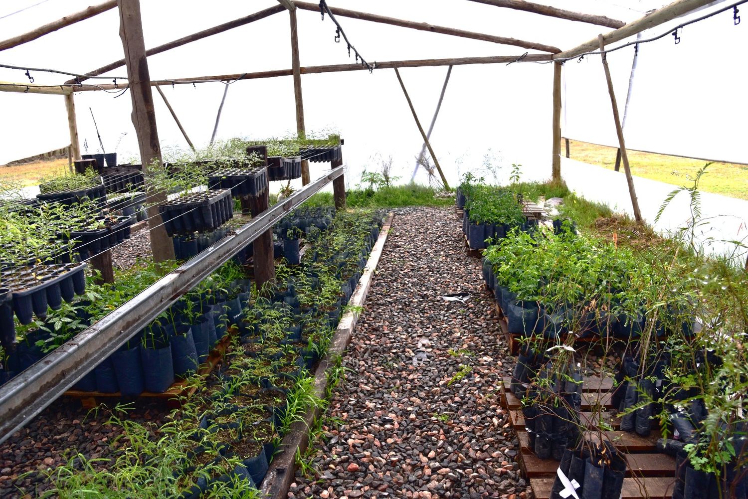 El vivero funciona desde abril pasado en el predio del Hogar Diehl de Sienra.