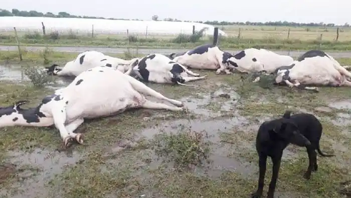 Siete vacas  aniquiladas  por un rayo