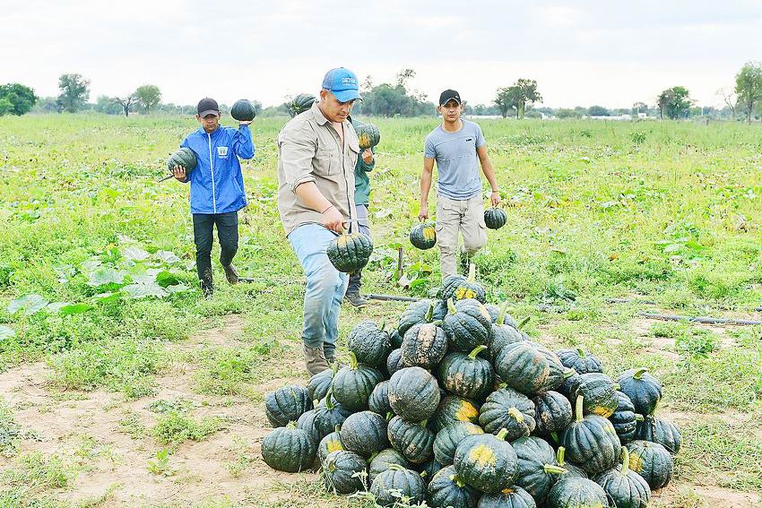 Día de la Agricultura: destacan asistencia
del Gobierno a pequeños productores