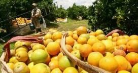 Bordet: "estamos muy cerca de ingresar la producción de citrus a Brasil"
