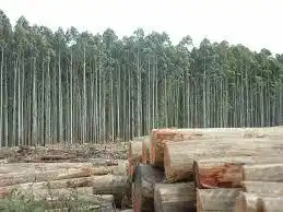 El sector forestal donó kits sanitarios a hospitales y salas sanitarias en el marco de la pandemia