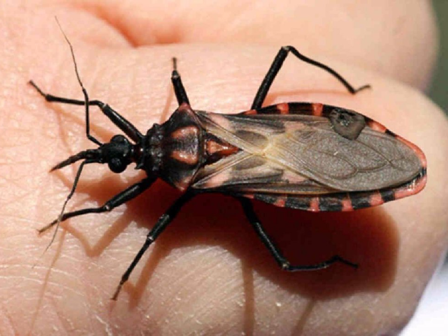 Reiteran consejos para evitar la propagación del chagas