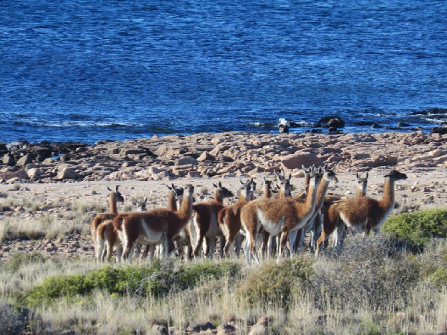 La reserva rionegrina Islote Lobos fue convertida en Parque Nacional