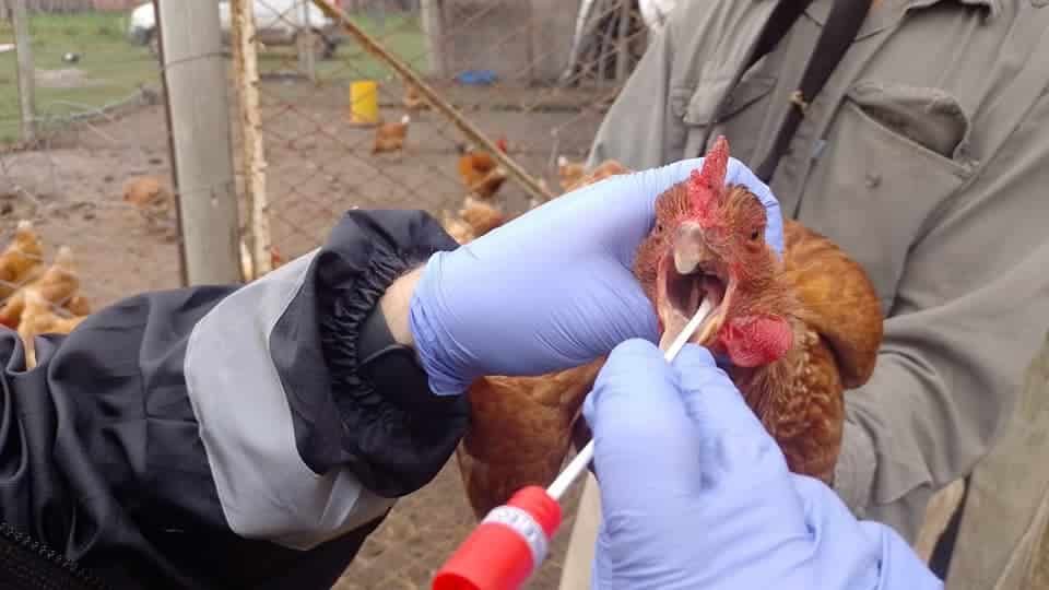 Paraguay emite alerta sanitaria por detección de influenza aviar en aves de traspatio en Argentina