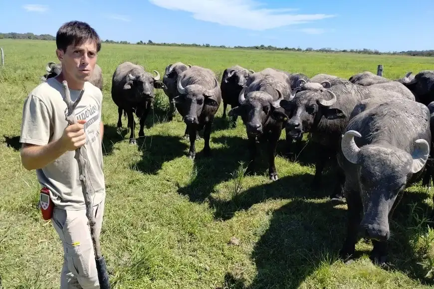 El stock de búfalos llegó a 205.000 cabezas y creció 25,3% desde 2023. Corrientes, Formosa y Chaco concentran el 83% de la producción. - 1
