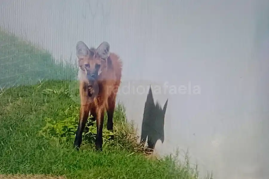 Atraparon un cachorro de Aguará Guazú corriendo por las calles de Rafaela