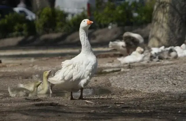 Un perro atacó y mató a dos gansos en el Laguito del parque Independencia