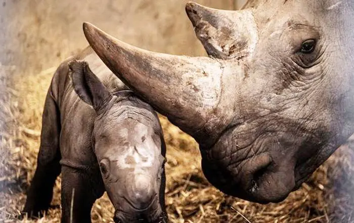 Científicos capturan por primera  vez ADN de animales en el aire