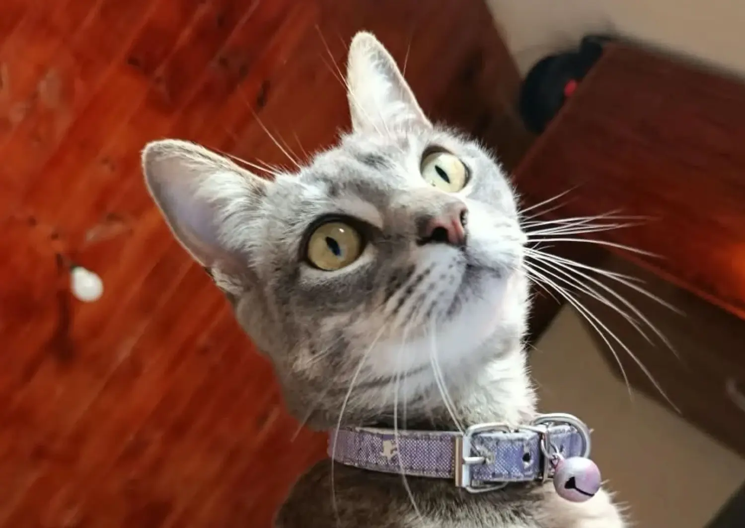 Gata perdida en Saavedra y Ansaloni
