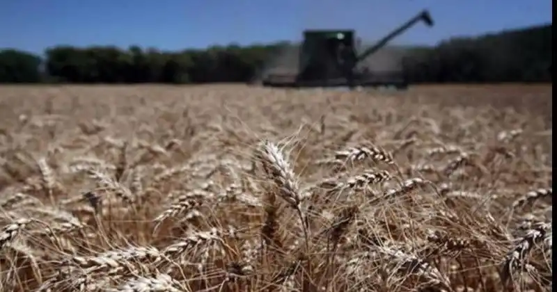 Una campaña triguera “para el olvido”