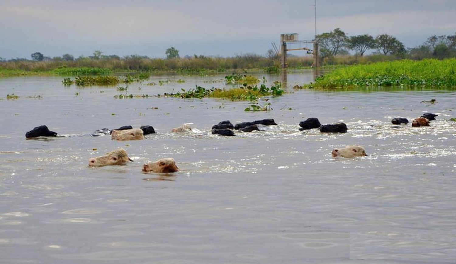 La FAA de Entre Ríos solicita urgentes medidas para agilizar la salida de hacienda de la zona de Islas