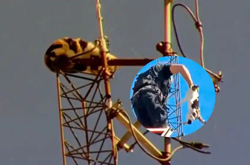 Tras un intenso operativo, rescataron a la gata que se había subido a una antena