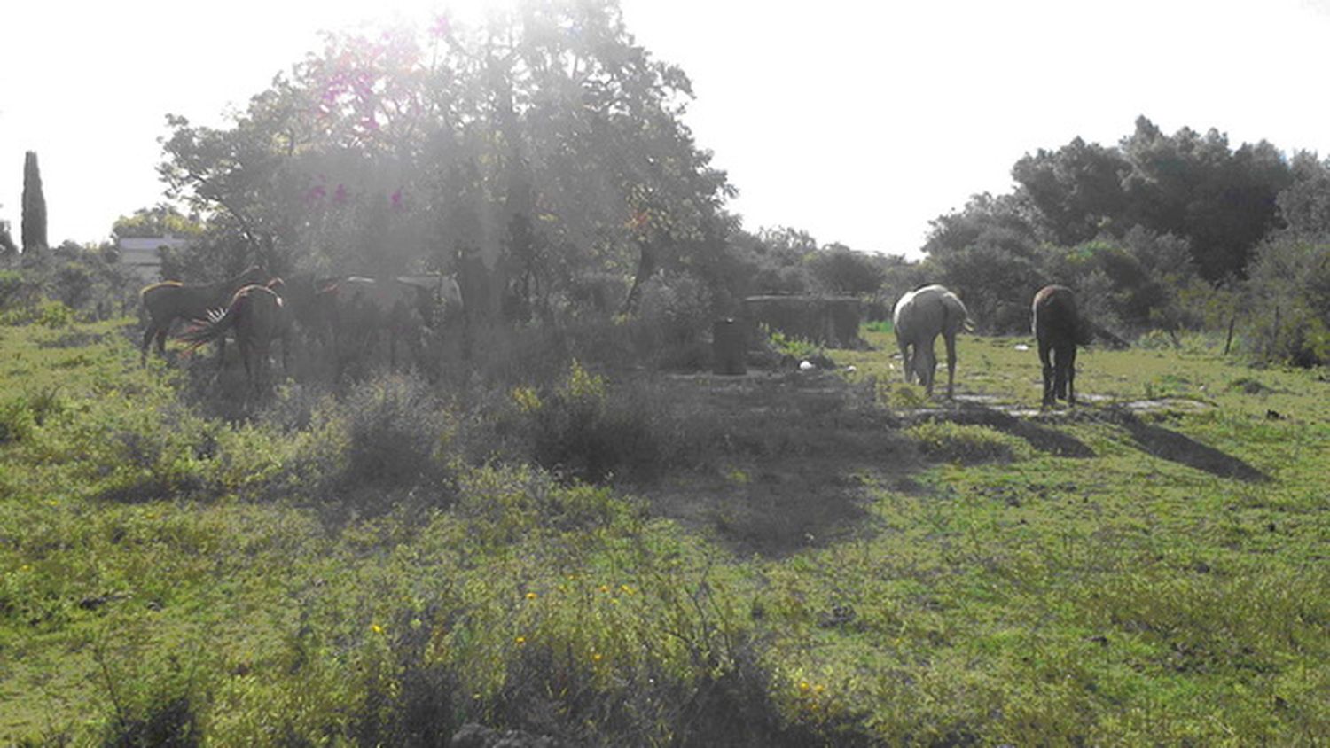 Continúan con los operativos por delitos en ámbito rural