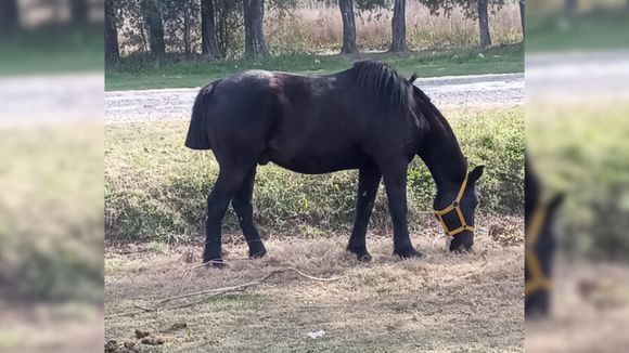 Apareció un caballo en Villa Jardín