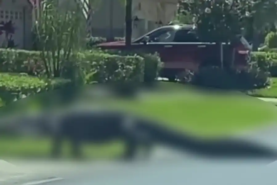VIDEO | Un caimán de más de 3 metros caminando por un barrio lujoso ante la mirada aterrorizada de vecinos
